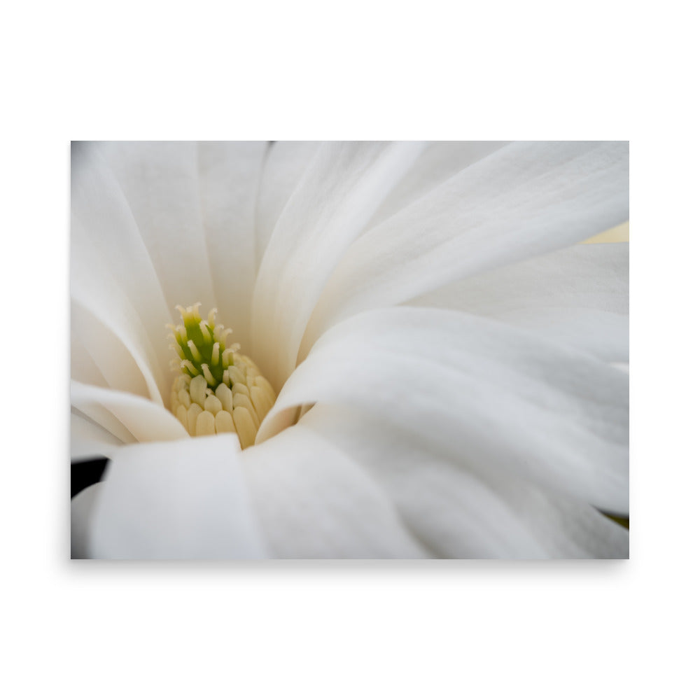 Star Magnolia - Poster