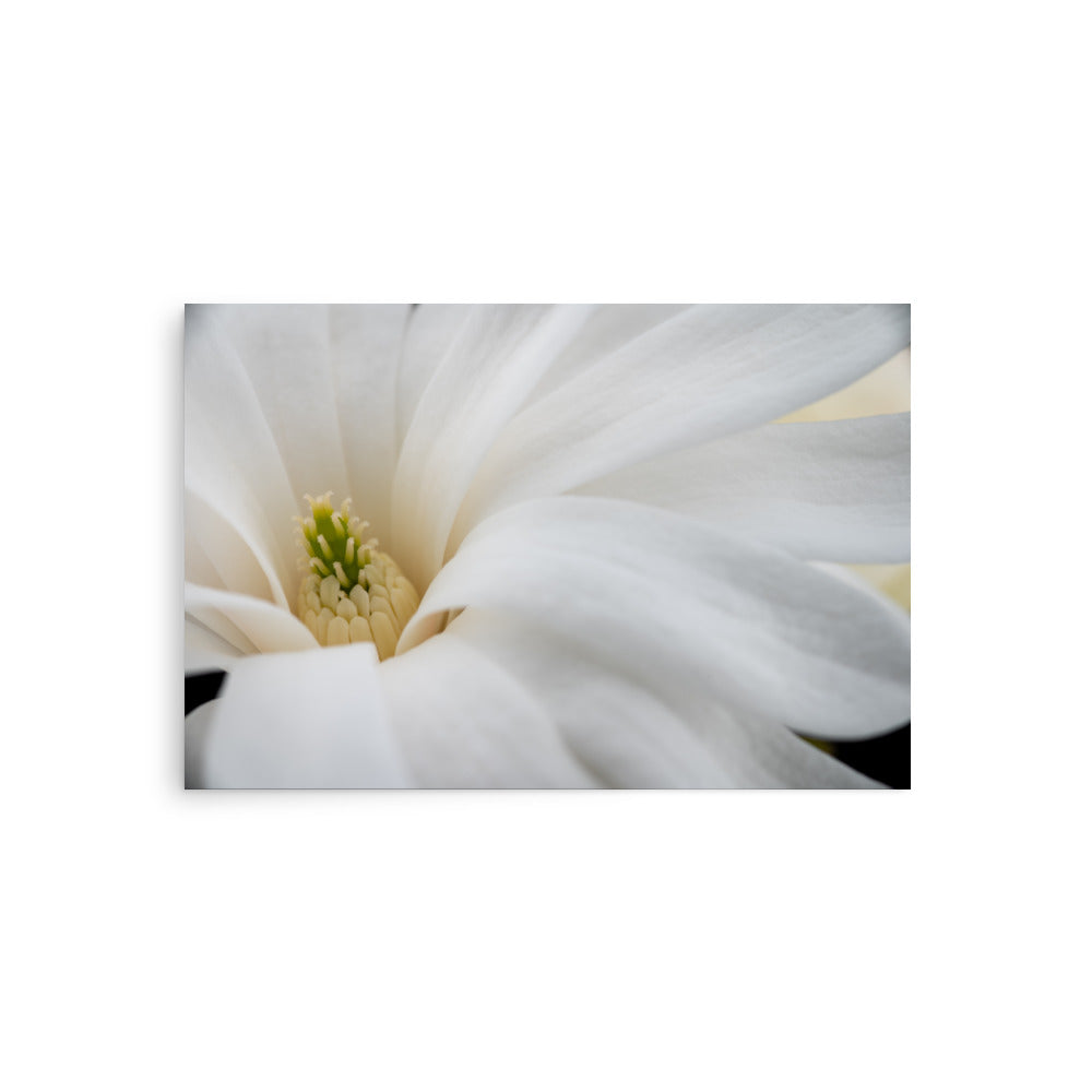 Star Magnolia - Poster