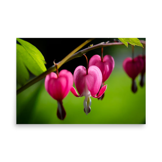 Bleeding Heart Flower - Poster