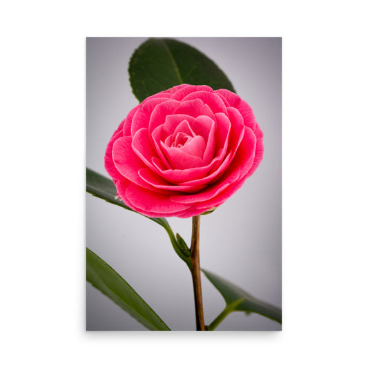 Camellia - Poster