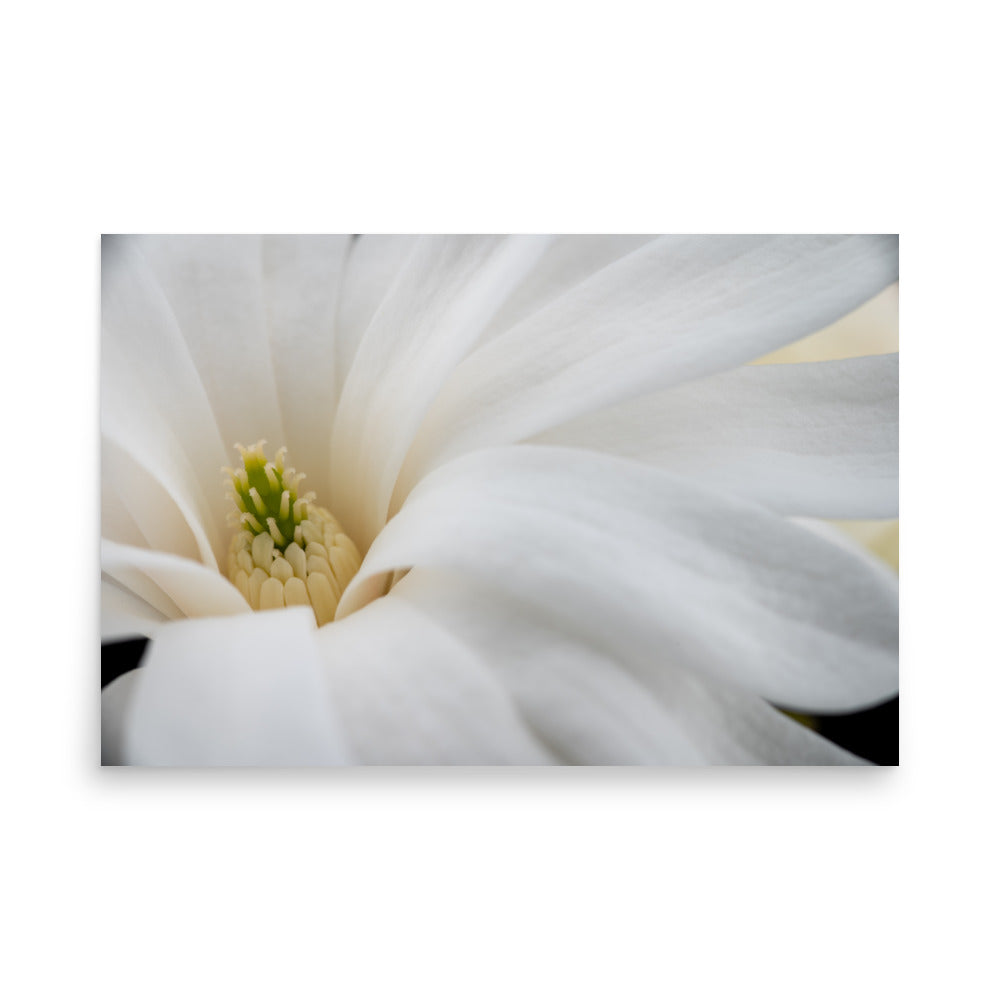 Star Magnolia - Poster