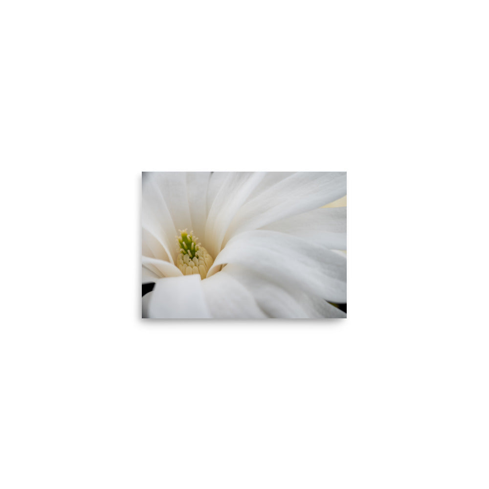 Star Magnolia - Poster