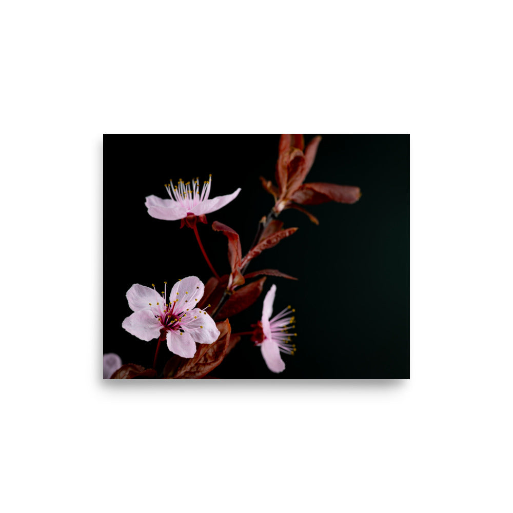 Purple Plum - Poster