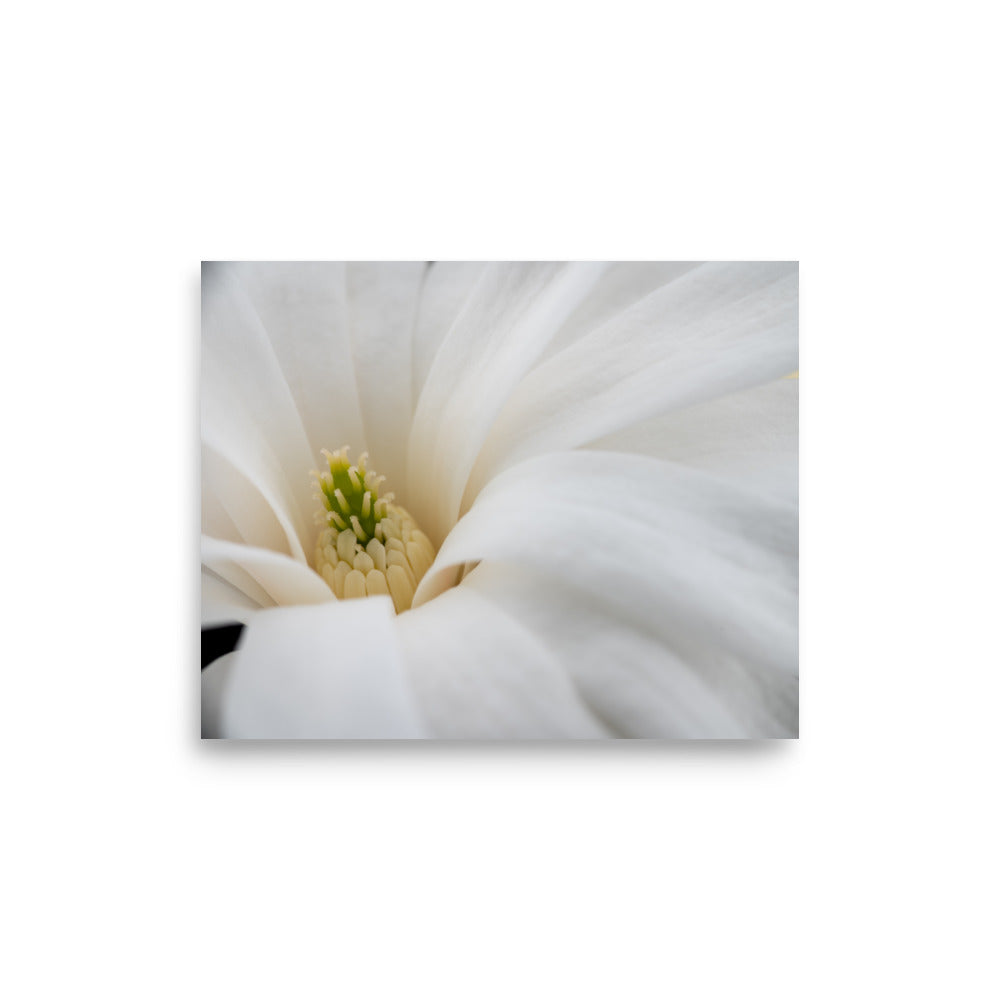 Star Magnolia - Poster