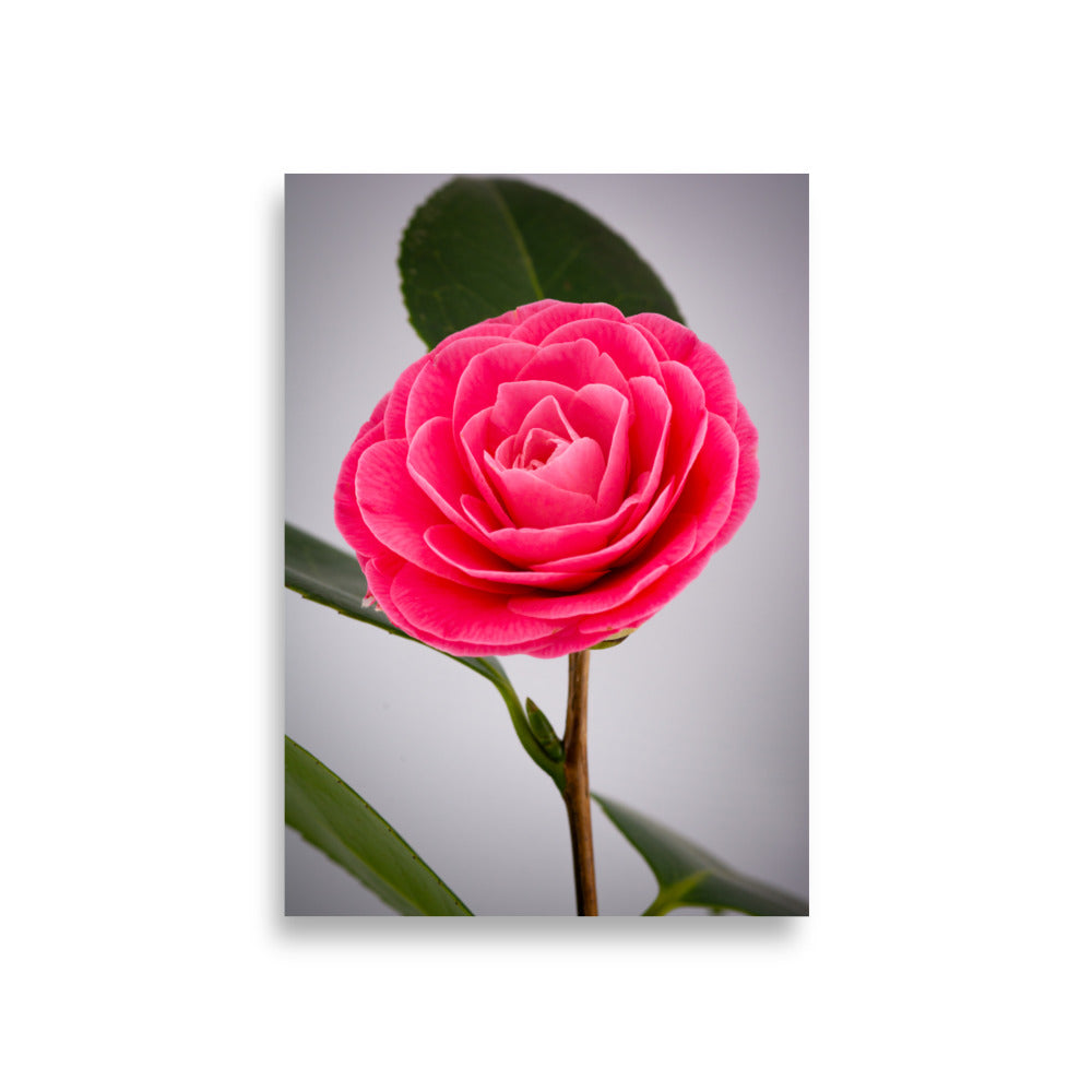 Camellia - Poster