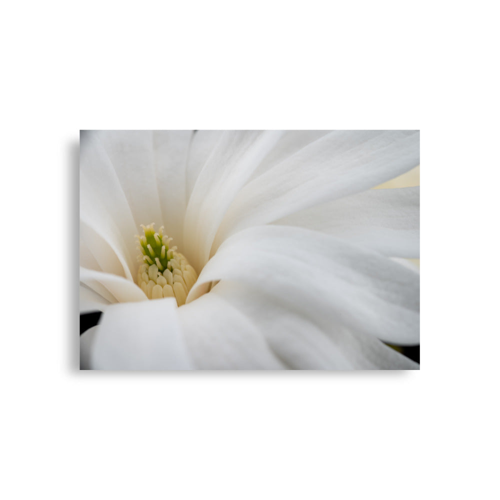 Star Magnolia - Poster