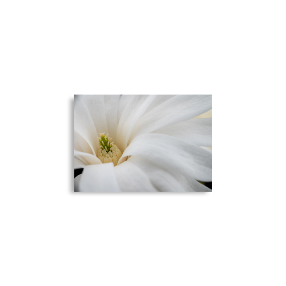 Star Magnolia - Poster