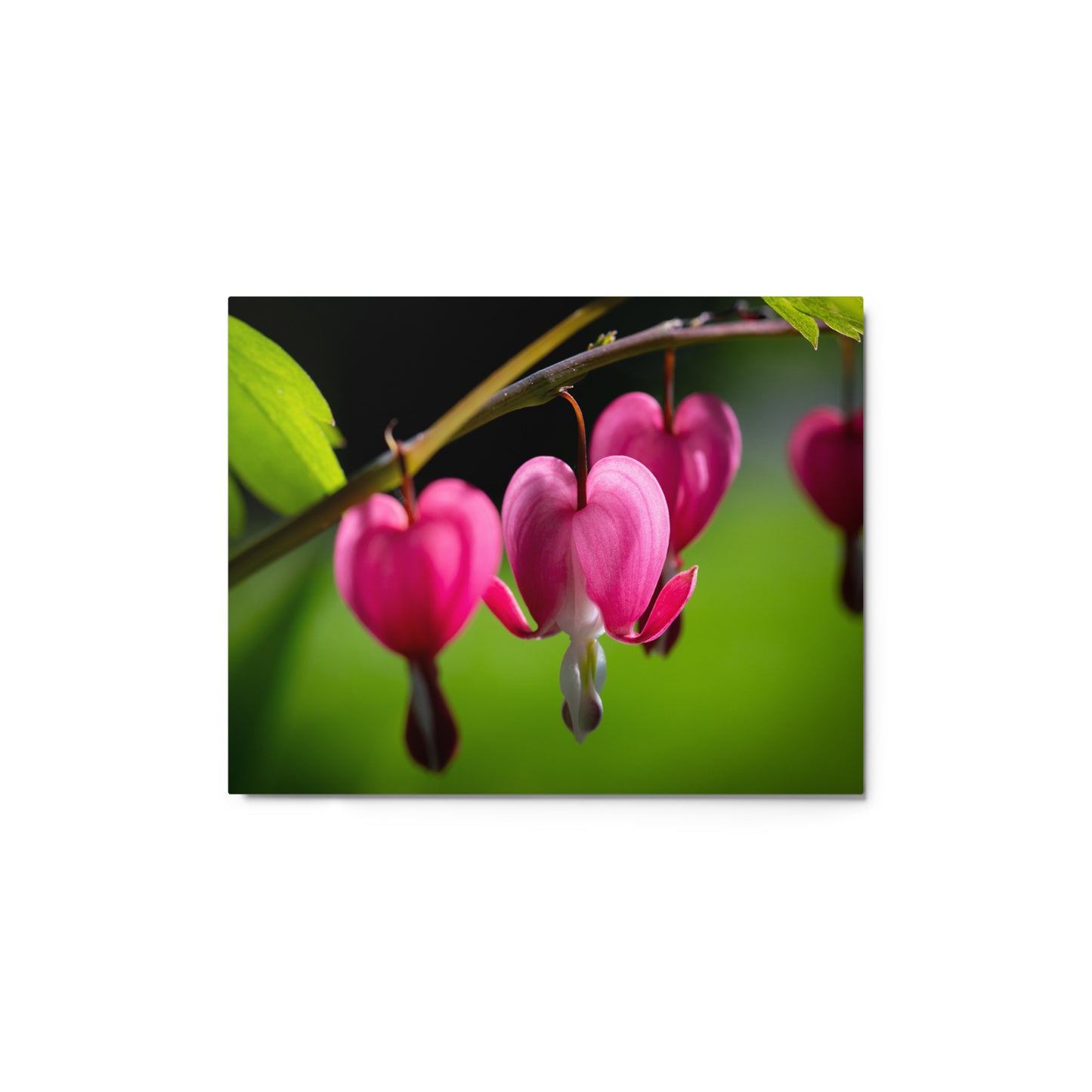 Bleeding Heart Flower - Metal prints