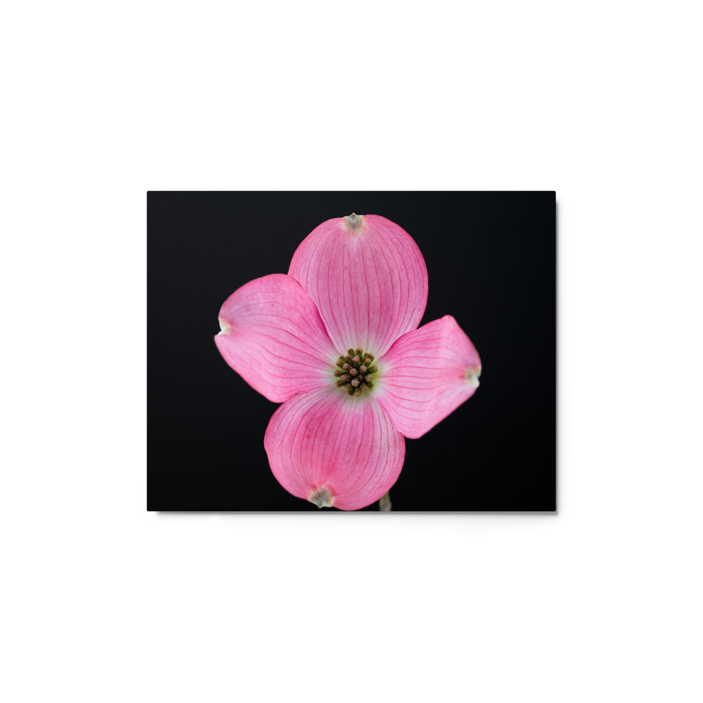 Dogwood Flower - Metal prints