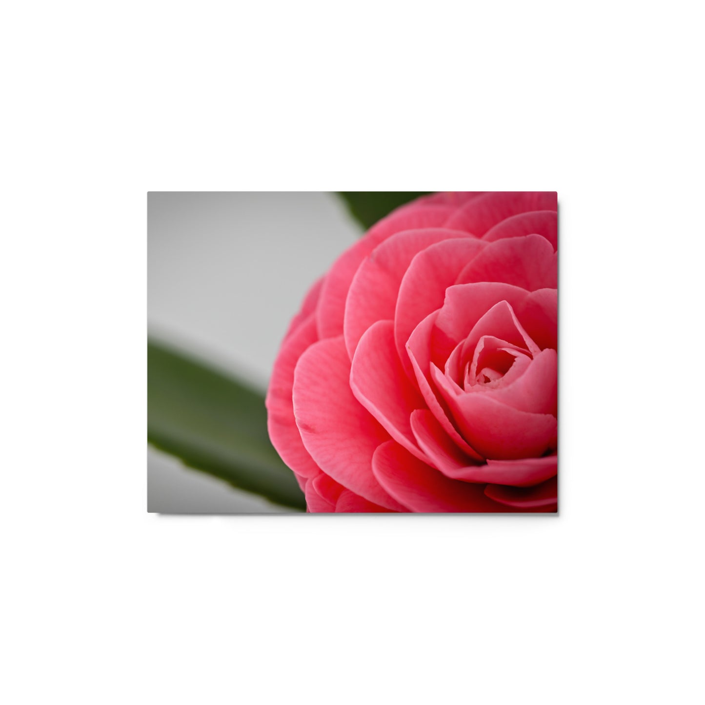 Camellia - Metal prints