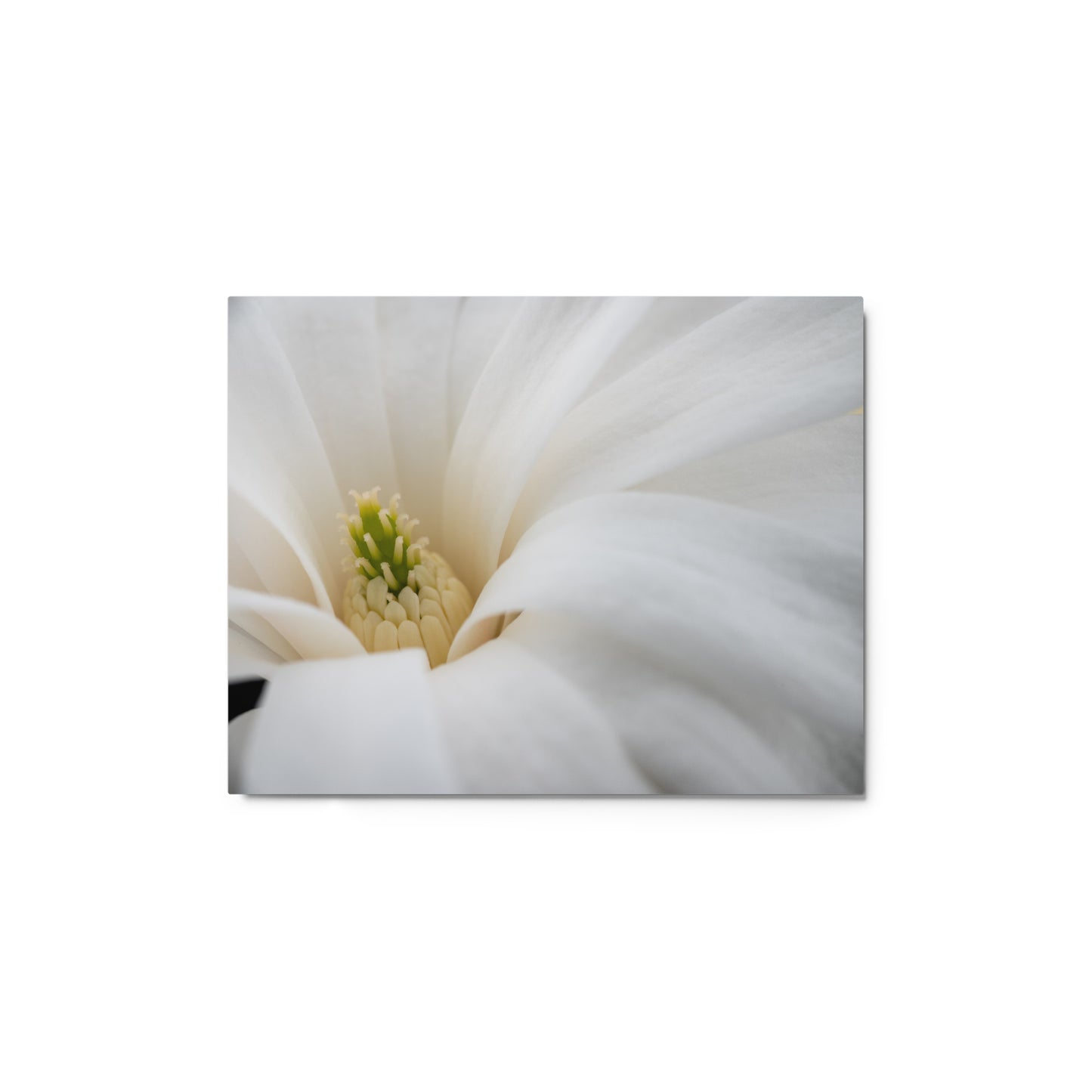 Star Magnolia - Metal prints