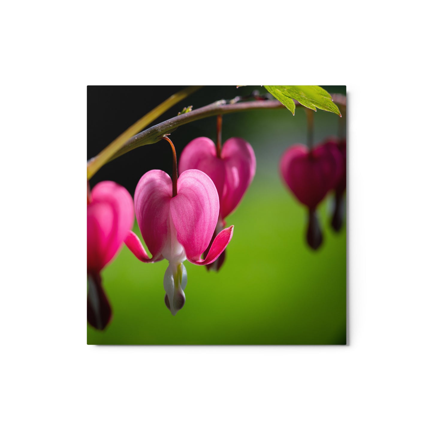 Bleeding Heart Flower - Metal prints