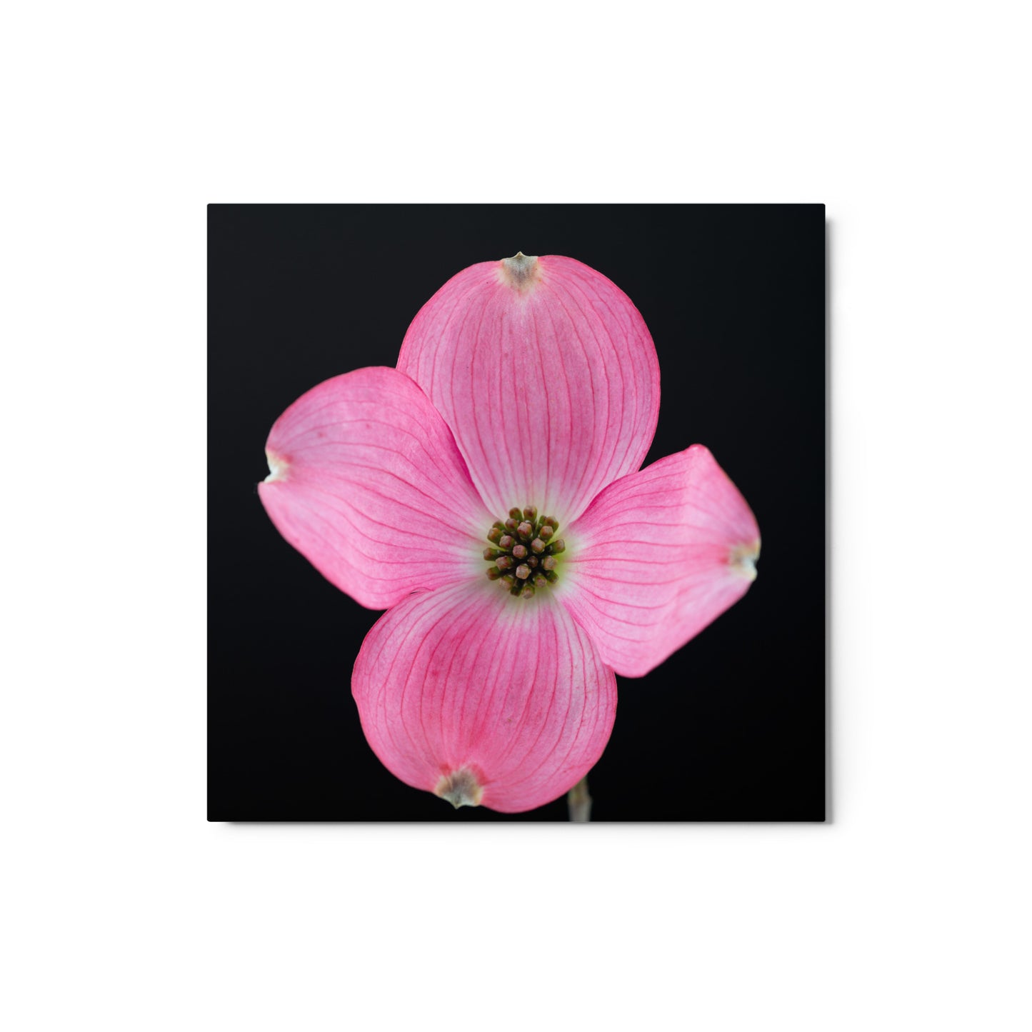 Dogwood Flower - Metal prints