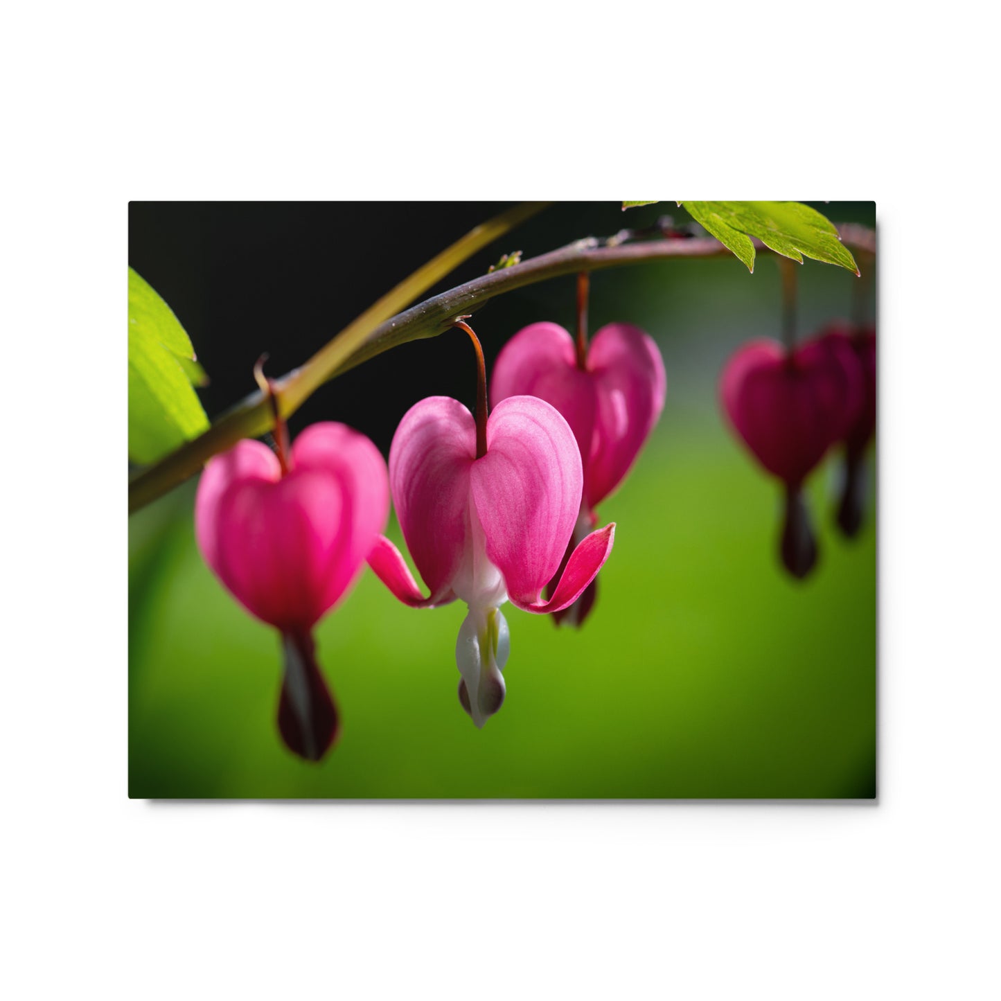 Bleeding Heart Flower - Metal prints