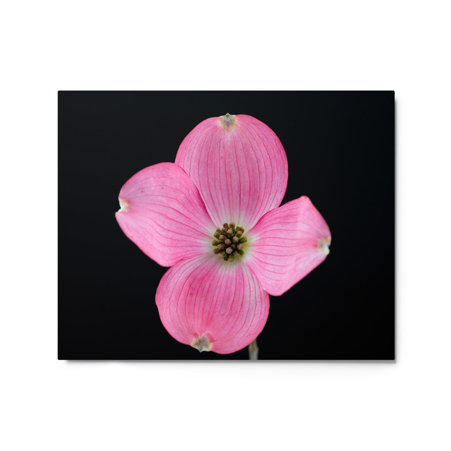 Dogwood Flower - Metal prints