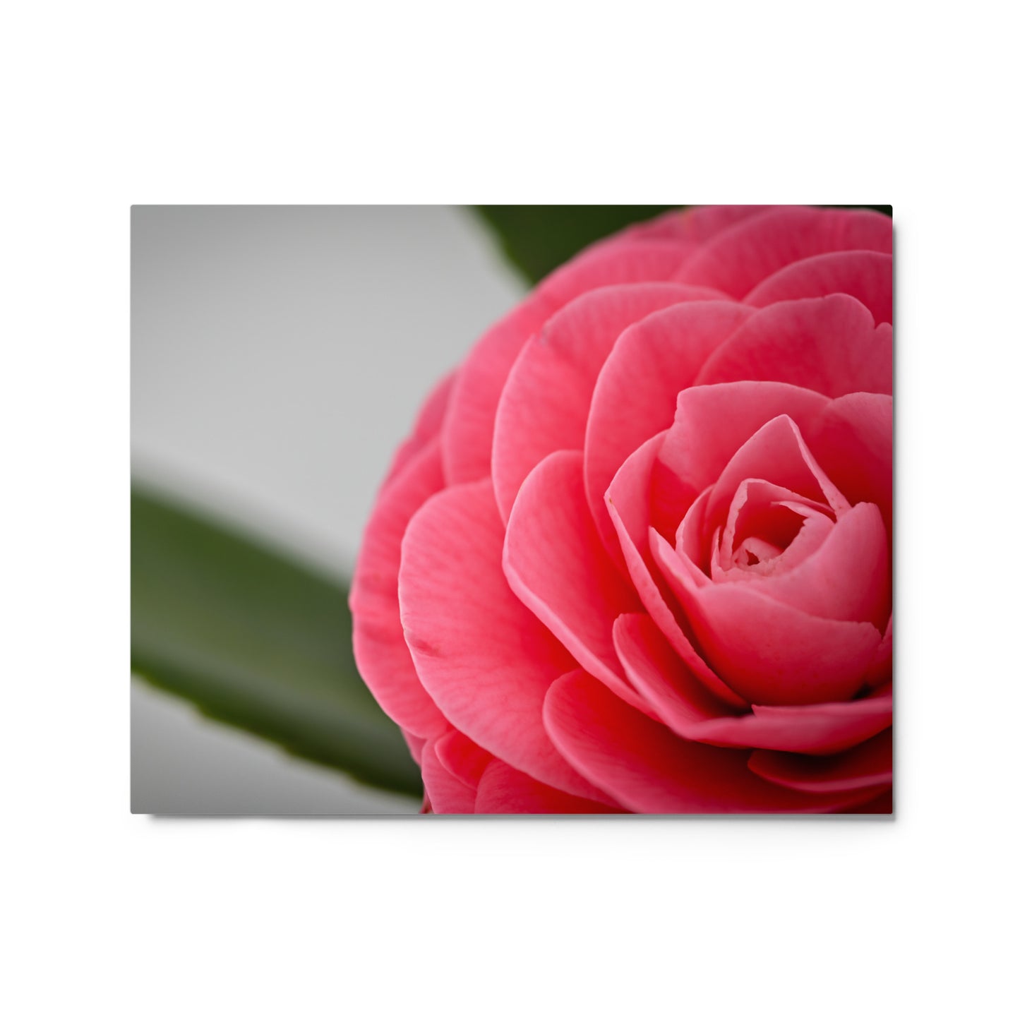 Camellia - Metal prints