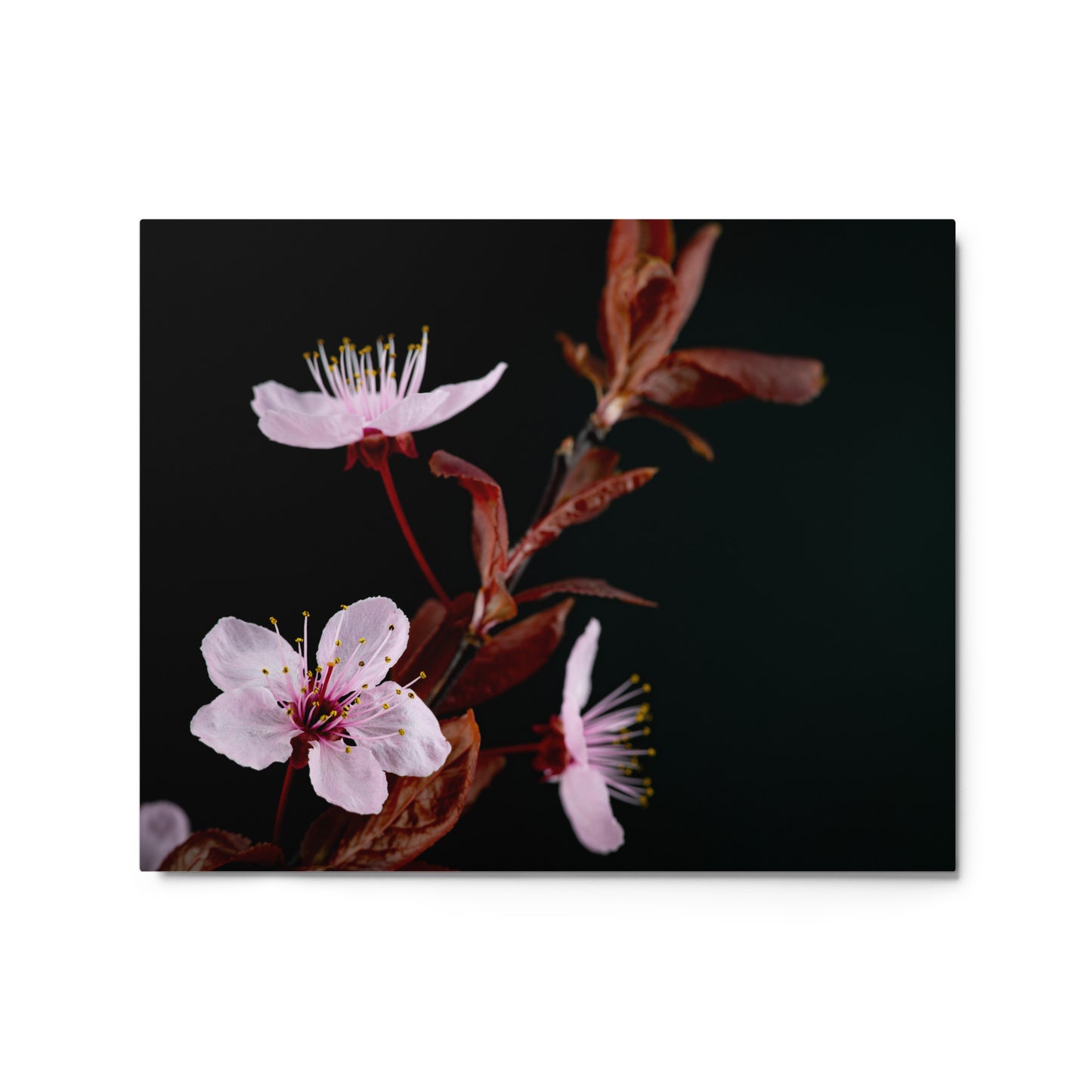 Purple Plum - Metal prints