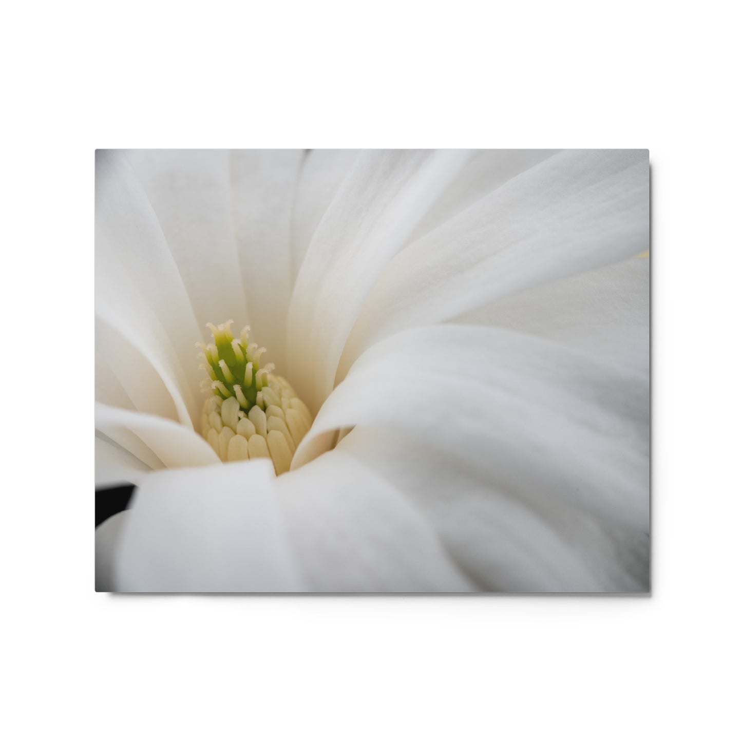 Star Magnolia - Metal prints