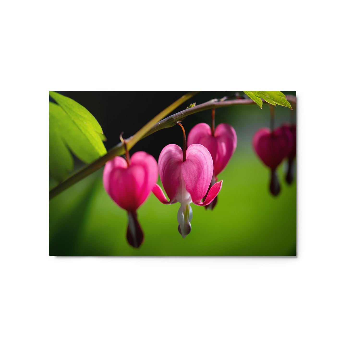 Bleeding Heart Flower - Metal prints