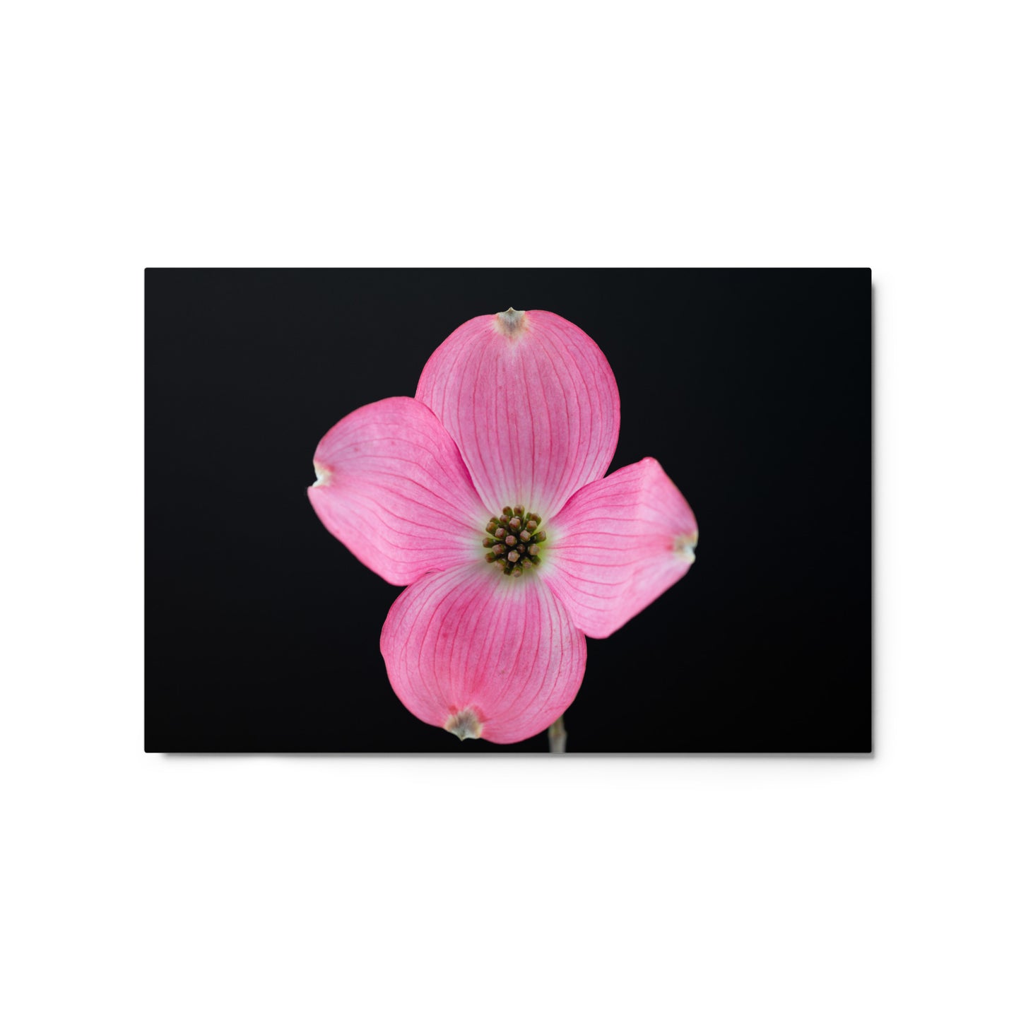 Dogwood Flower - Metal prints