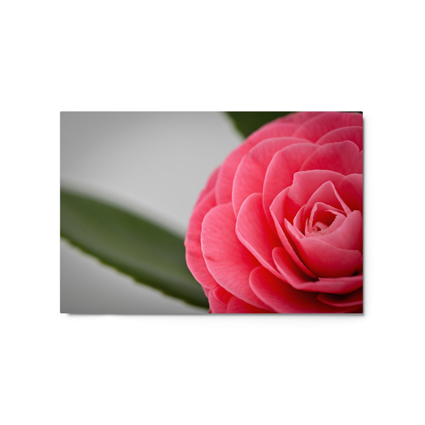 Camellia - Metal prints