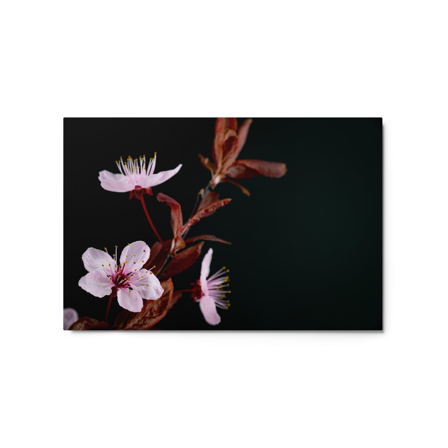 Purple Plum - Metal prints