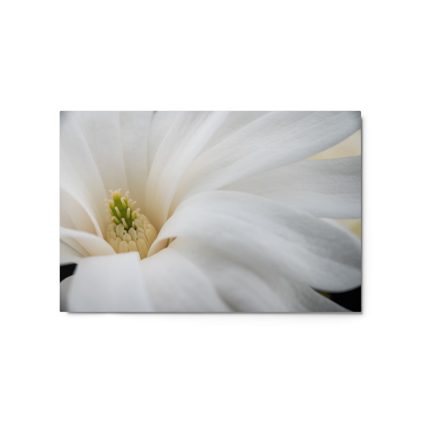 Star Magnolia - Metal prints