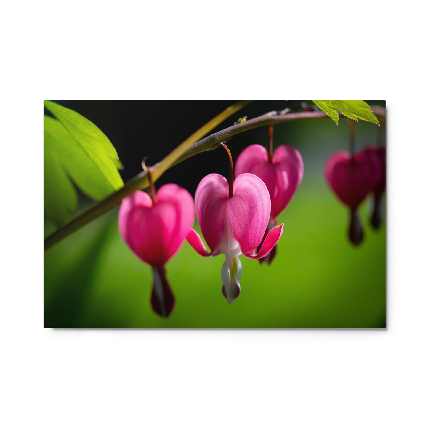 Bleeding Heart Flower - Metal prints