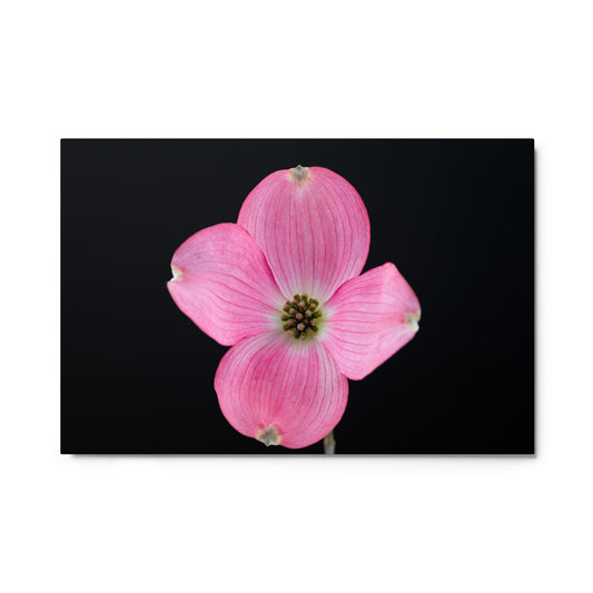 Dogwood Flower - Metal prints