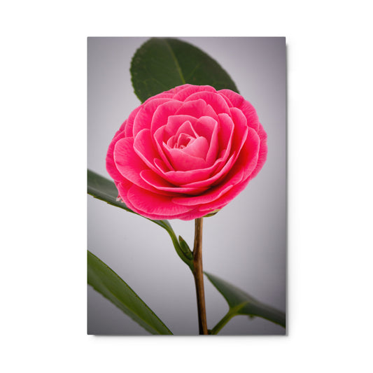 Camellia - Metal prints