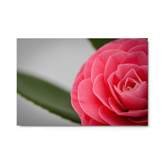 Camellia - Metal prints