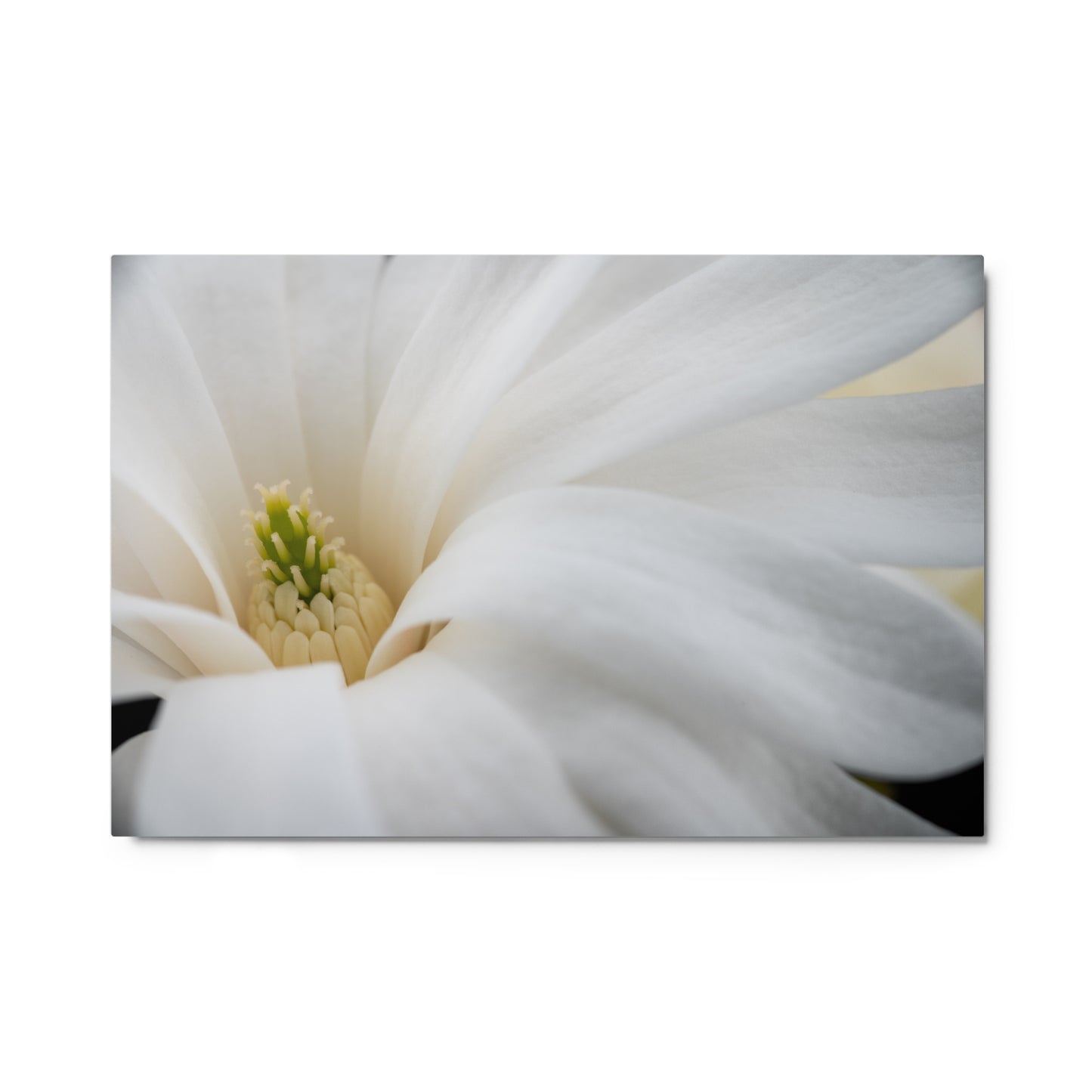 Star Magnolia - Metal prints