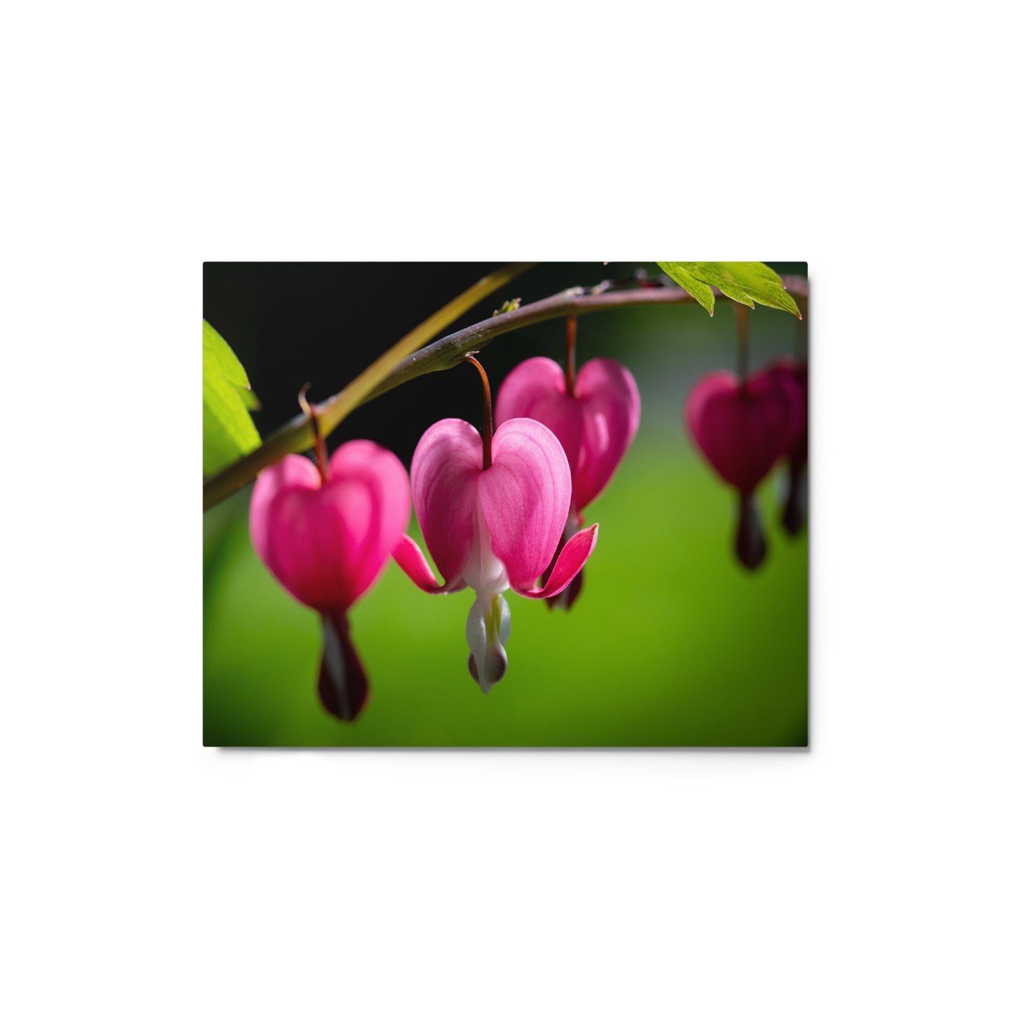 Bleeding Heart Flower - Metal prints