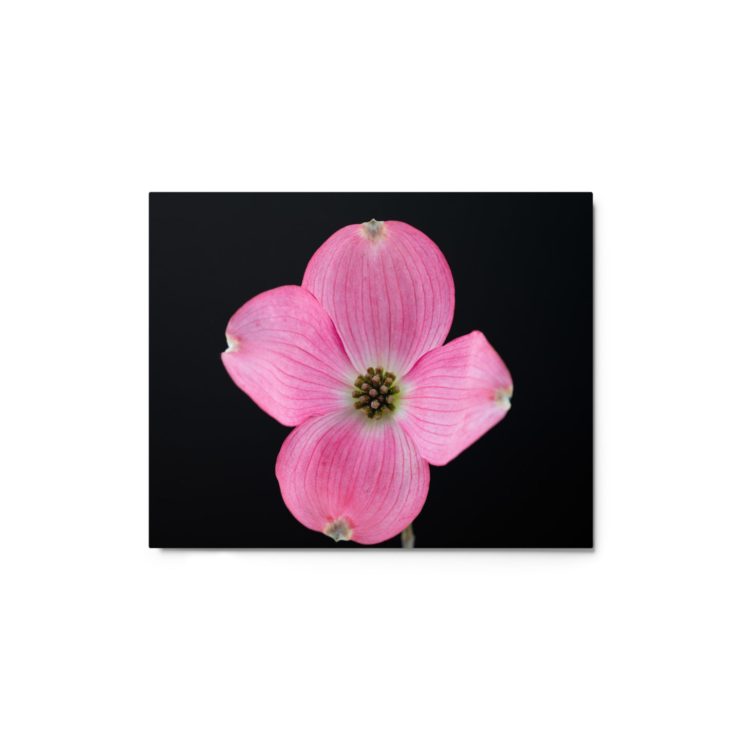 Dogwood Flower - Metal prints