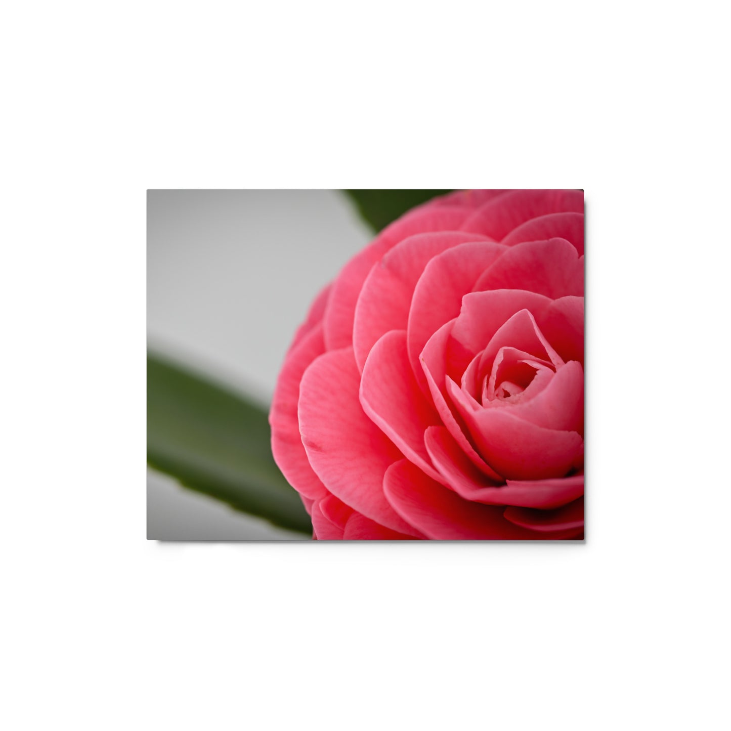 Camellia - Metal prints