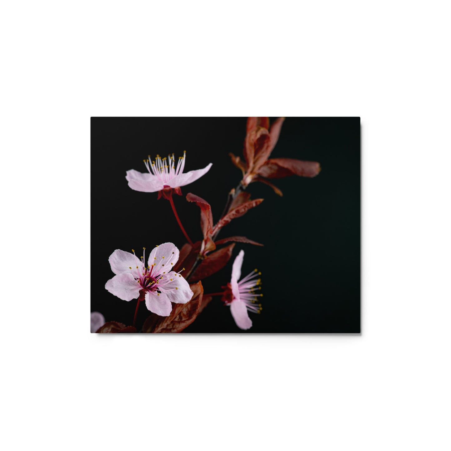 Purple Plum - Metal prints