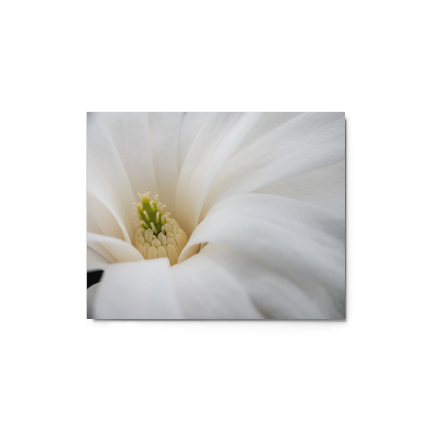 Star Magnolia - Metal prints