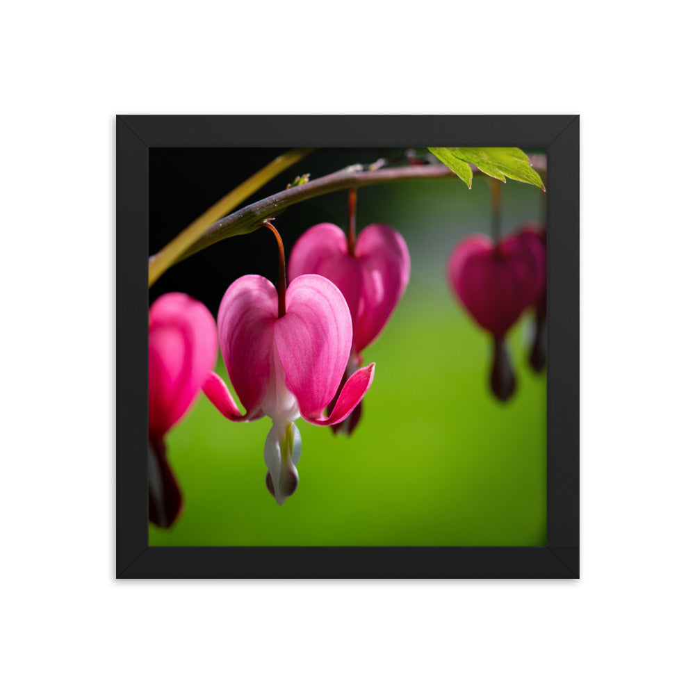 Bleeding Heart Flower - Framed photo paper poster