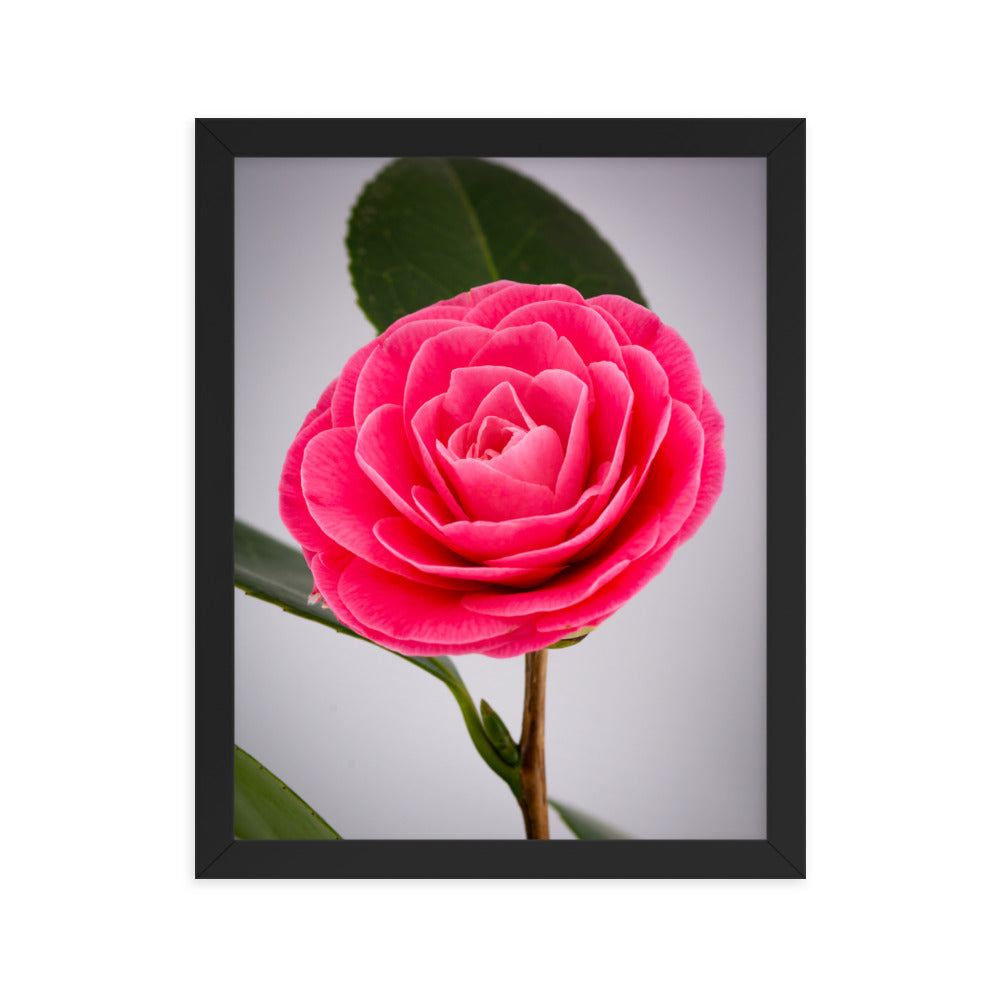 Camellia - Framed photo paper poster