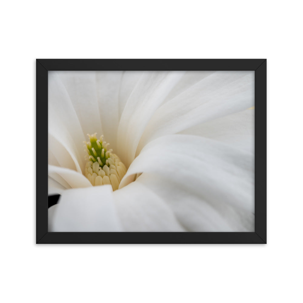 Star Magnolia - Framed photo paper poster