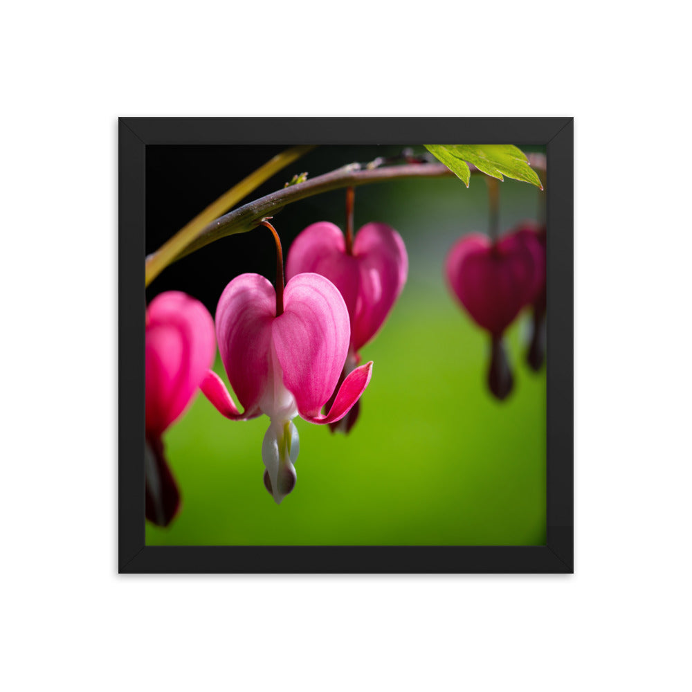 Bleeding Heart Flower - Framed photo paper poster