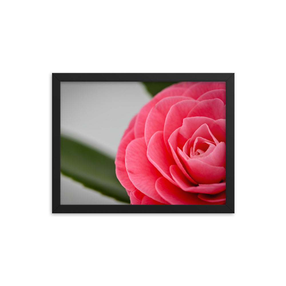 Camellia - Framed photo paper poster