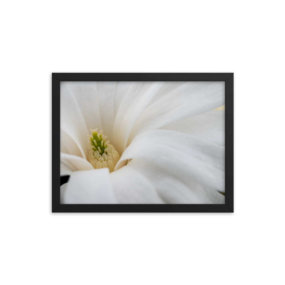 Star Magnolia - Framed photo paper poster