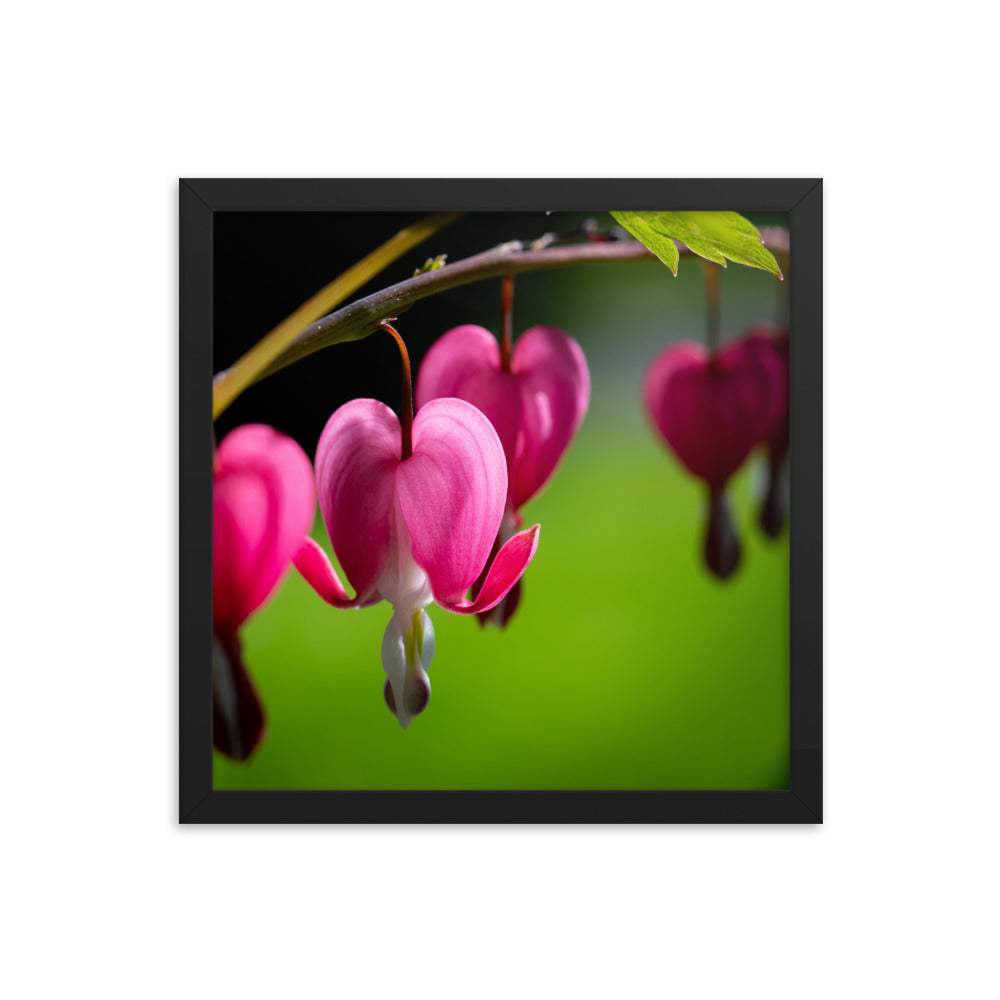 Bleeding Heart Flower - Framed photo paper poster