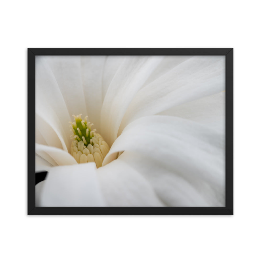 Star Magnolia - Framed photo paper poster