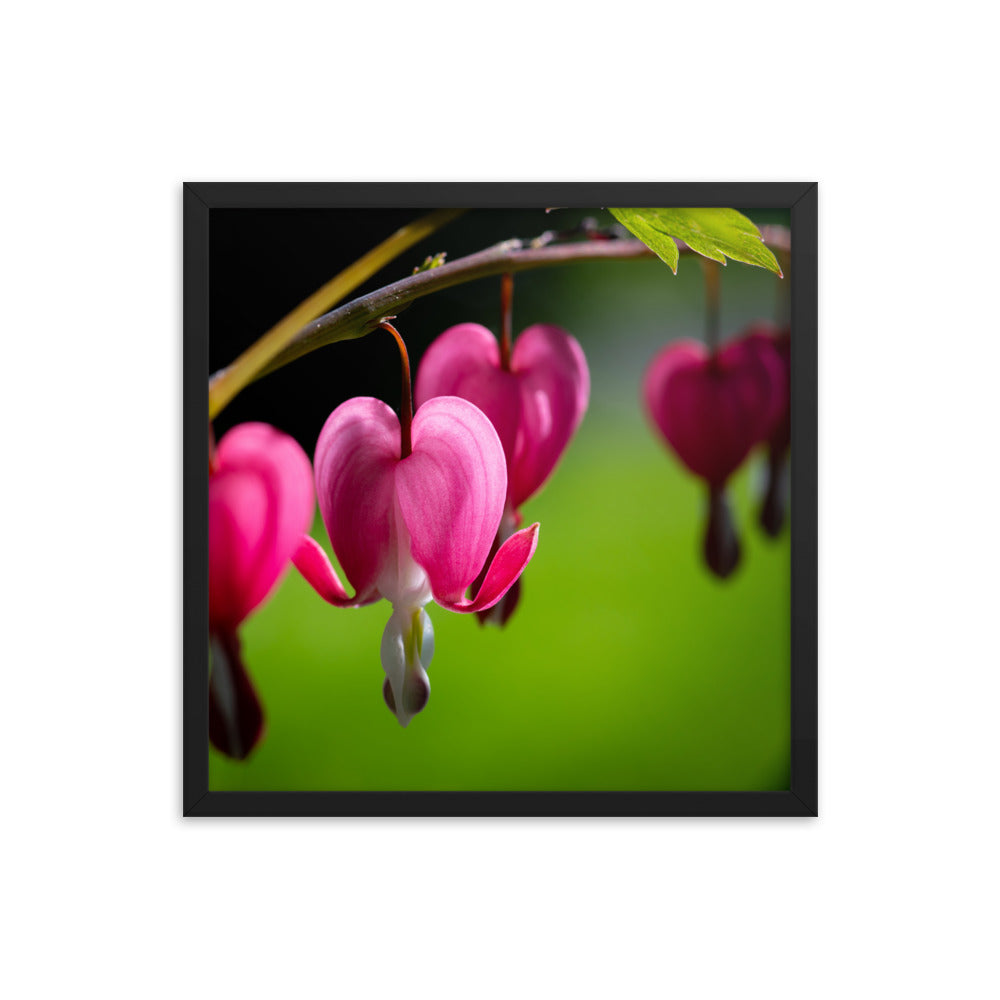 Bleeding Heart Flower - Framed photo paper poster