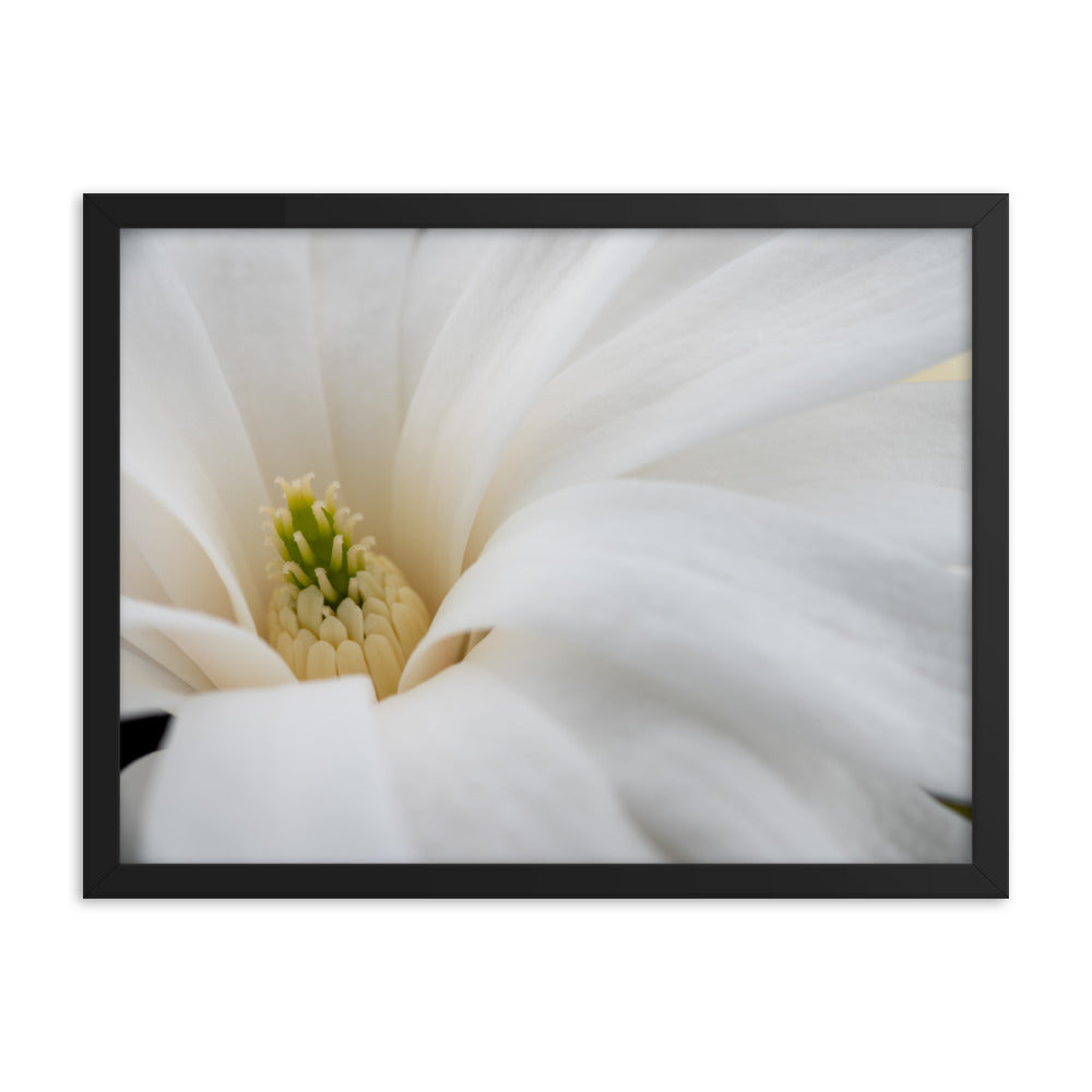 Star Magnolia - Framed photo paper poster