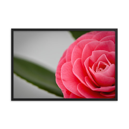 Camellia - Framed photo paper poster