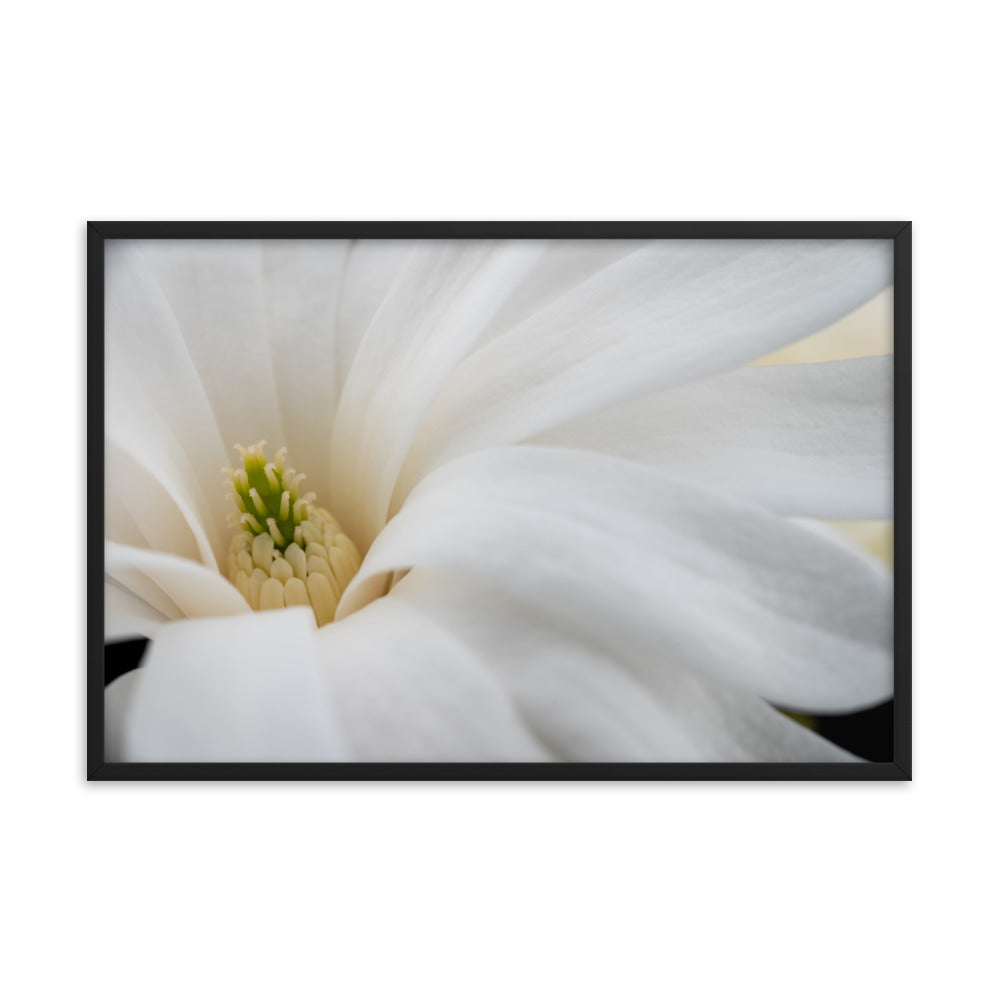 Star Magnolia - Framed photo paper poster