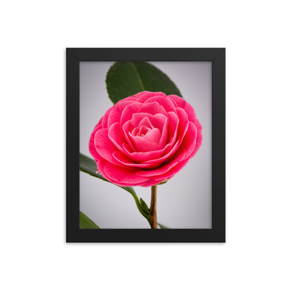 Camellia - Framed photo paper poster